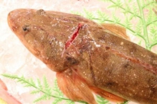 今が旬!活〆真ごちが旨い!