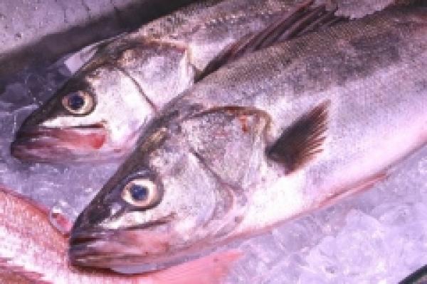 旬の味!南知多産すずき!