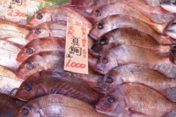 天然真鯛がお値打ち!