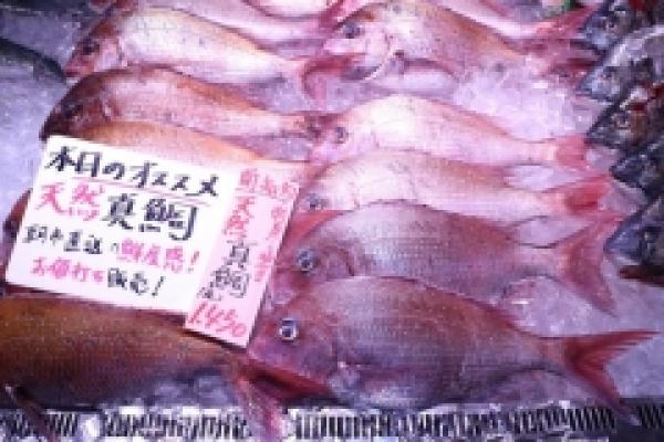 南知多産!特大真鯛が超お値打ち!