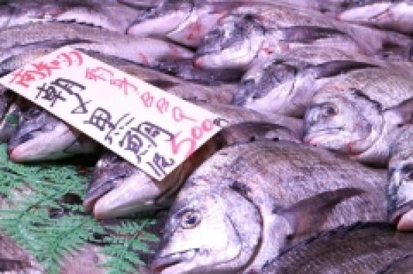 〆ながら販売!黒鯛祭り!