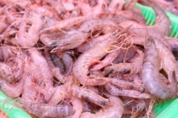 鮮度抜群!あかしゃエビ!