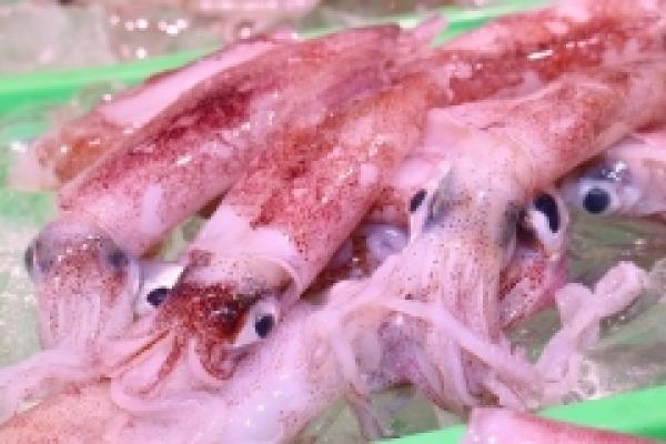 旨みたっぷり!南知多の赤いか!