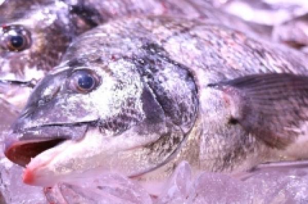 黒鯛が超お値打ち!どんどん〆て販売します!