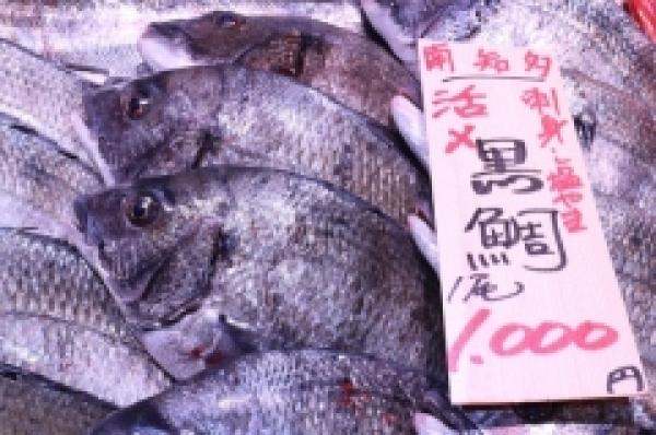 本日、活黒鯛祭り!!