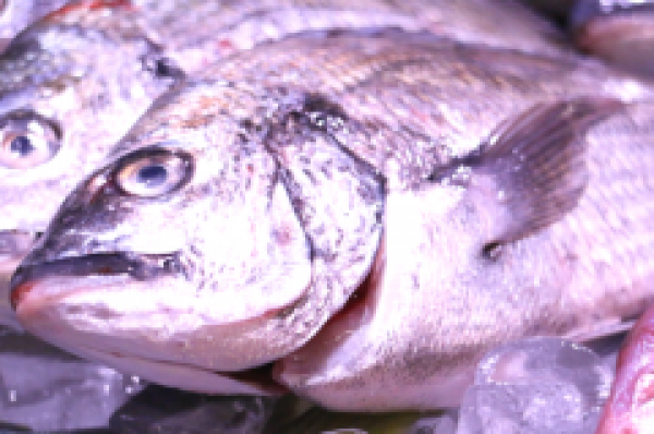 黒鯛の身質ばっちりです!