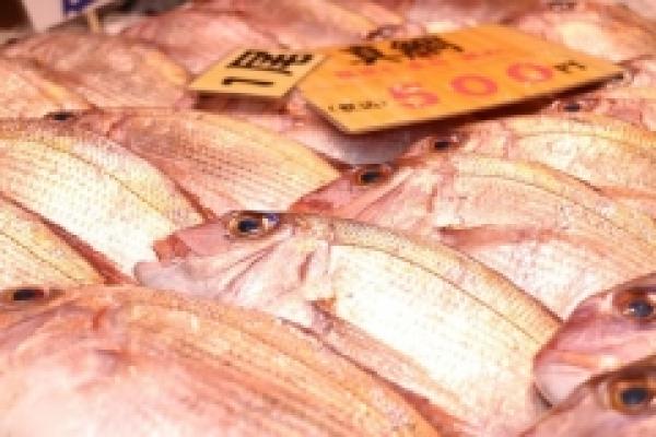 天然真鯛!沢山水揚げされています!