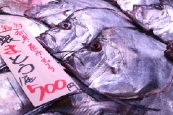 南知多産の銀まとう鯛!数量限定!