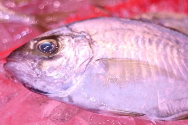 数量限定!美味しい平あじ!