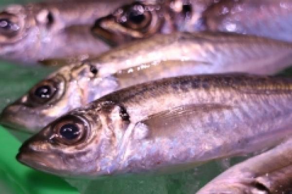 南知多産!中あじ!