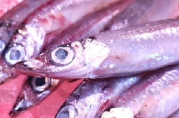 お腹ふっくら!朝獲れの沖ギス!