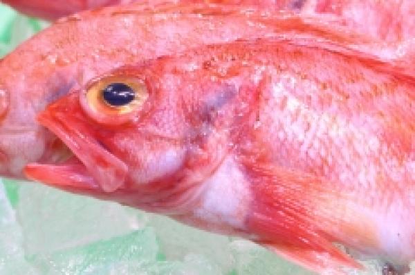 煮付けにおすすめ!夢かさご!