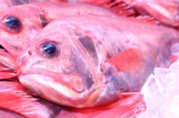 脂が旨い!南知多産の特大はしきんめ!