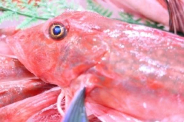 朝〆!南知多産のほうぼう!