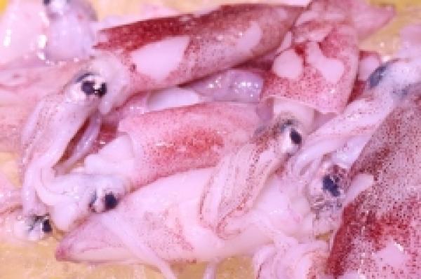 南知多産赤いか!朝獲れです!