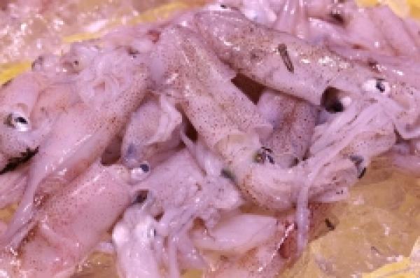 鮮度抜群!ヒイカが旨い!