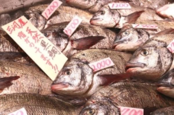 南知多産の黒鯛がおすすめ!