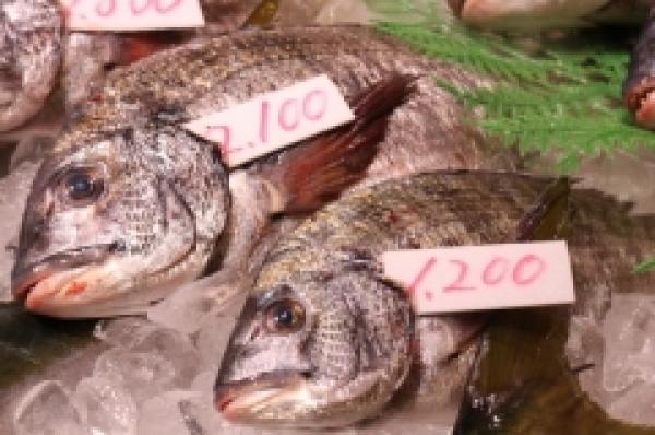 〆ながら販売!旬の黒鯛!
