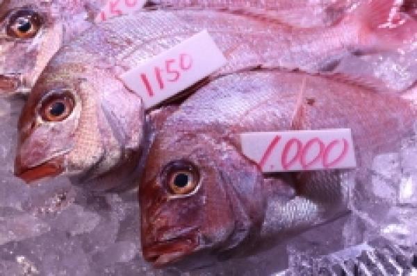 朝獲れ!活真鯛を〆て販売します!