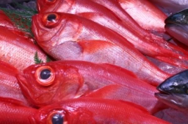 三河湾の朝獲れ金目鯛!