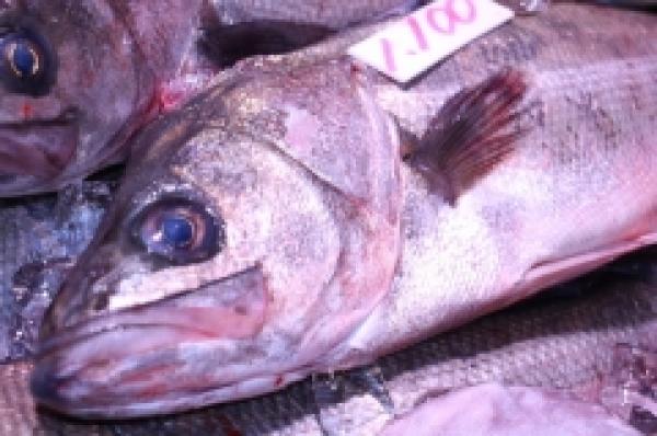 朝〆!高級魚のすずき!