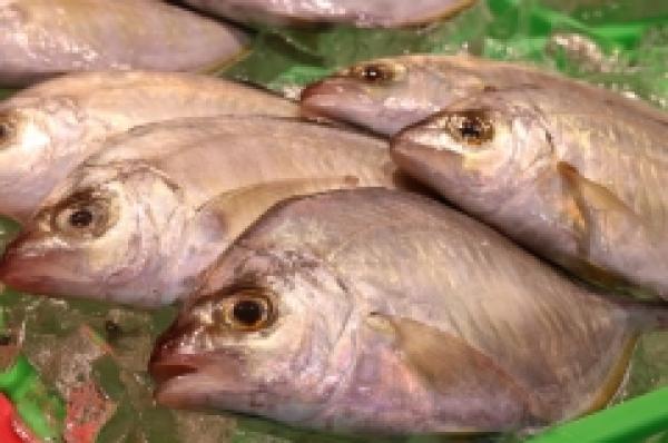 これは旨い!南知多産の平あじ!