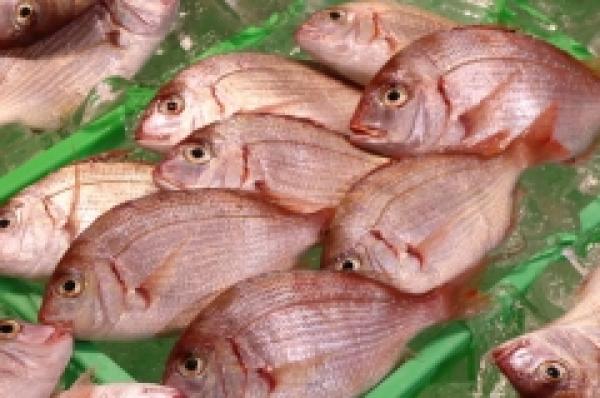 鮮度抜群!小鯛(小ぶりの真鯛)がお値打ち!