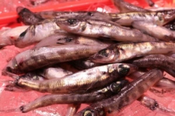 三河湾のめひかり!