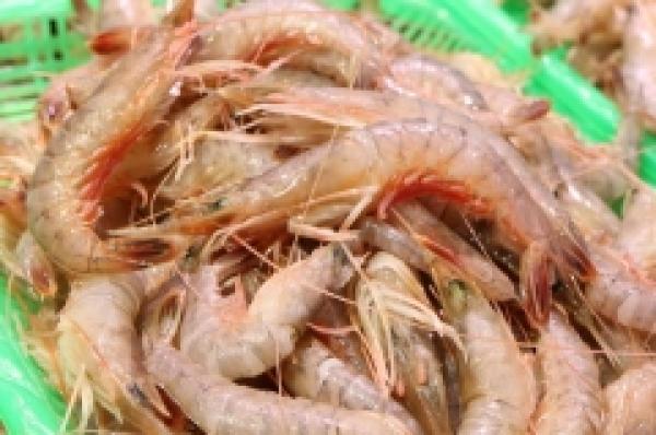 朝獲れ新鮮!赤車エビ!