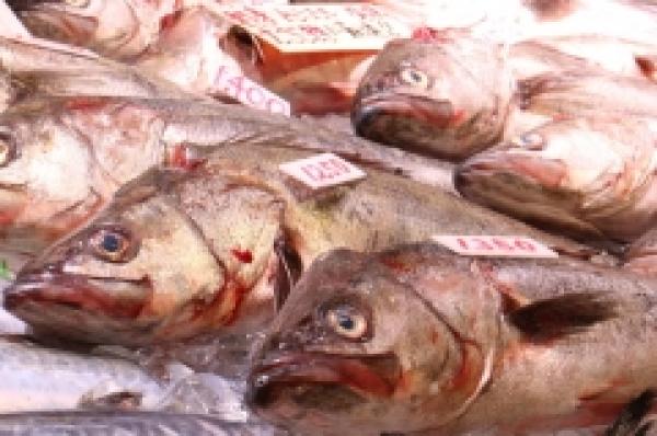 知多産の高級魚!すずきがお値打ち!