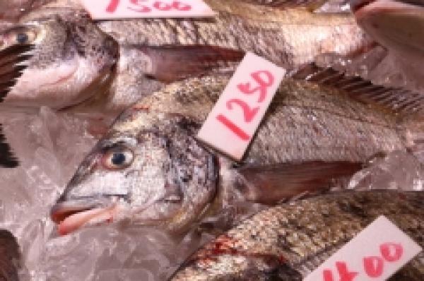 脂のりのり!黒鯛がお値打ち!