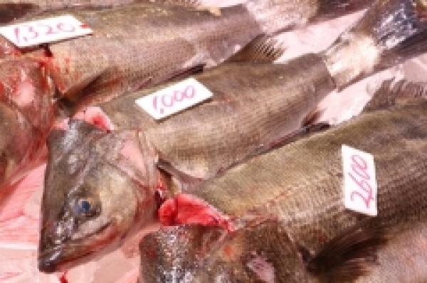 〆ながら出します!鱸(スズキ)がお値打ち!