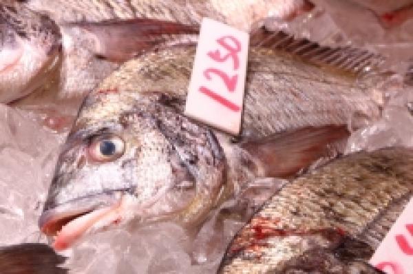 活け〆!旬の黒鯛!