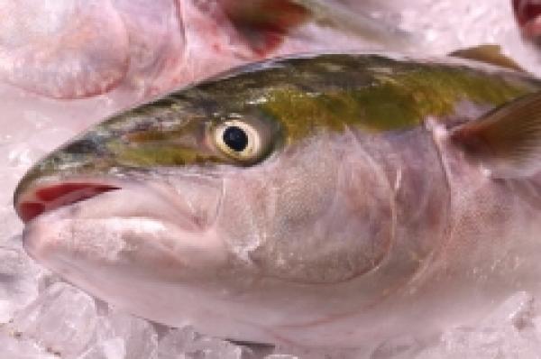 知多産!5kgサイズのぶり!