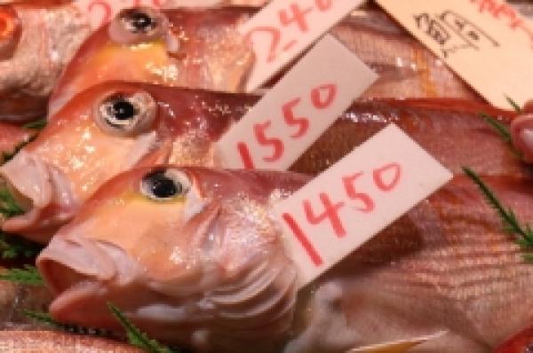 高級魚で有名!地物の甘鯛入荷しました!