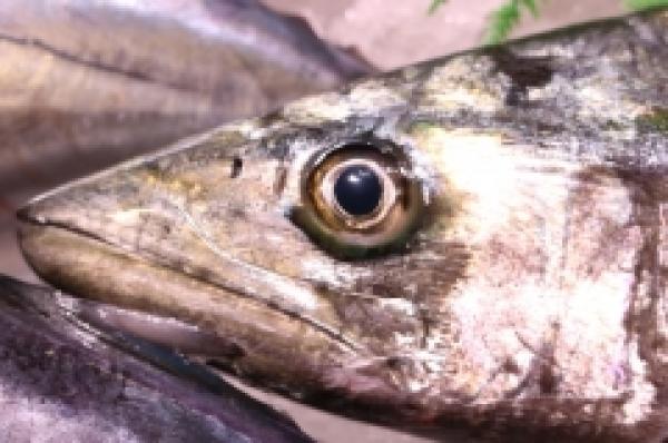 数量限定!知多産極上さわらあります!