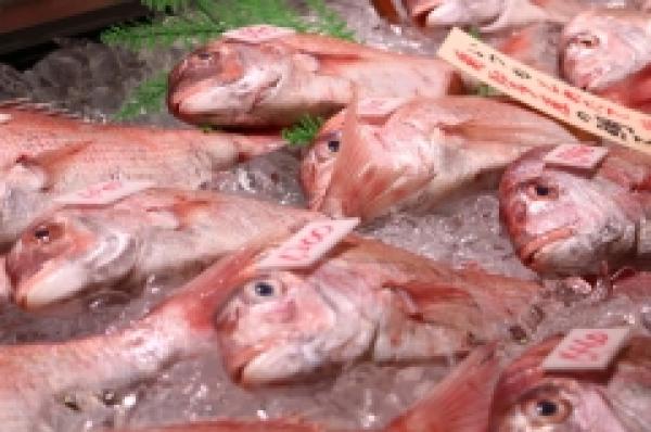 豊漁でお値打ち!知多産天然真鯛!