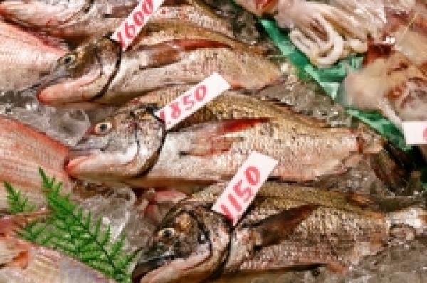 〆ながら出してます!旬の活け〆黒鯛!