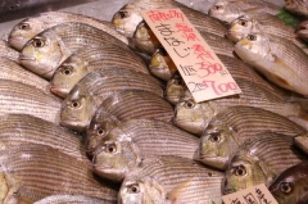 脂ノリノリ!地元知多産マナジが旨い!