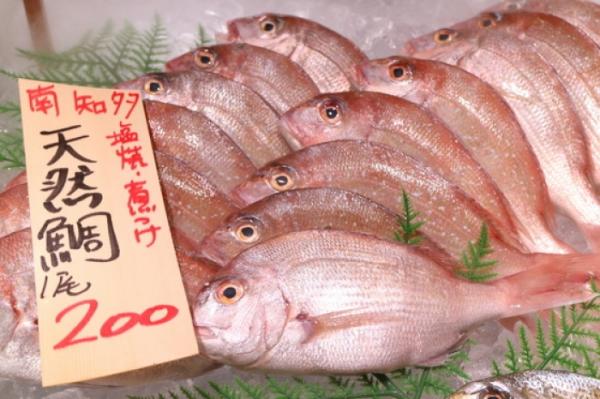 豊漁!真鯛祭り!