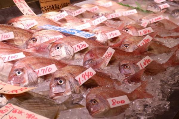 豊漁!真鯛祭り!