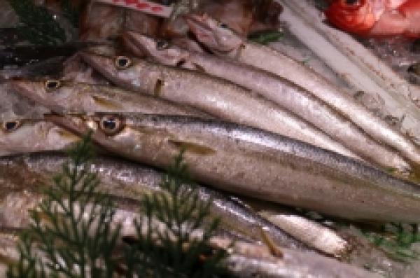 特大カマス!脂あります!