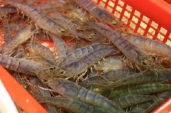 これは珍しい!活赤車エビ!