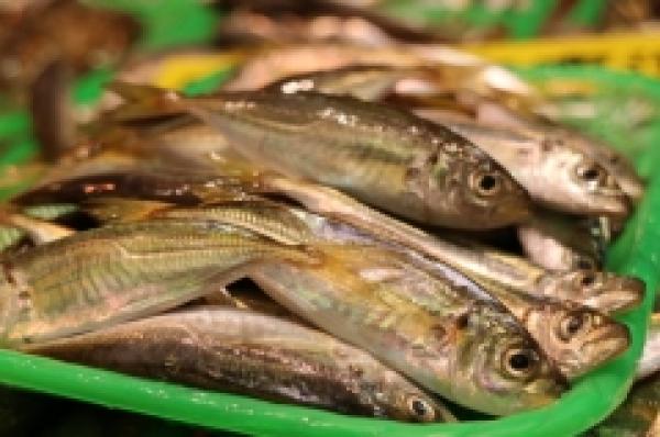今しか食べられない!豆アジ!