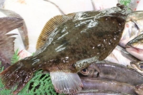 とっても希少!藻ガレイ!