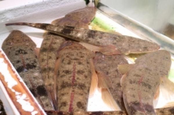 シーズン到来!知多のコチ!