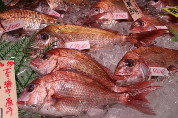 朝〆天然真鯛が旨い!