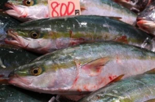 知多産天然活け〆ツバス!