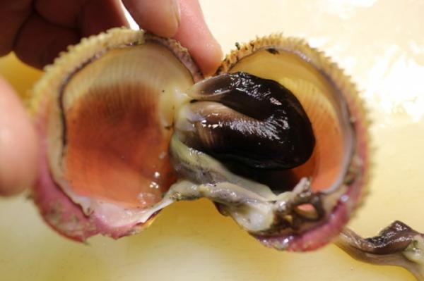 知多の活とり貝&蛤が旨い!