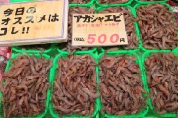 赤車エビ連日入荷中!
